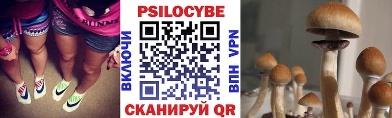 Купить  Северская  Псилоцибиновые грибы MAGIC MUSHROOMS 